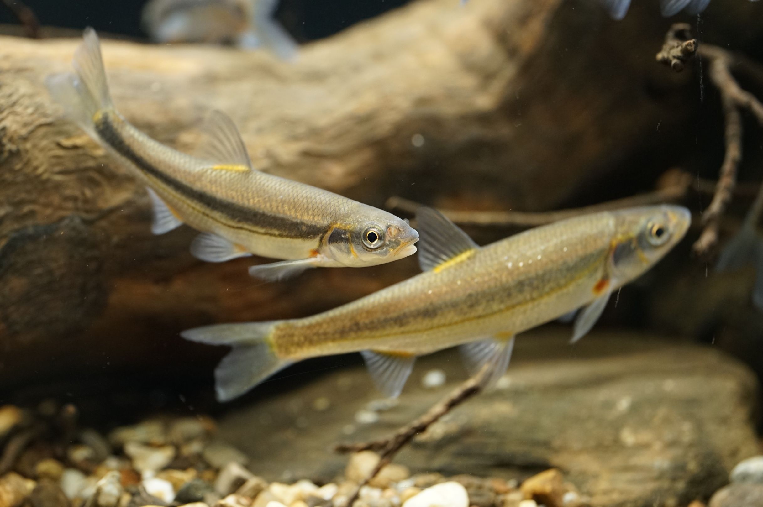 Strömer (Telestes souffia)