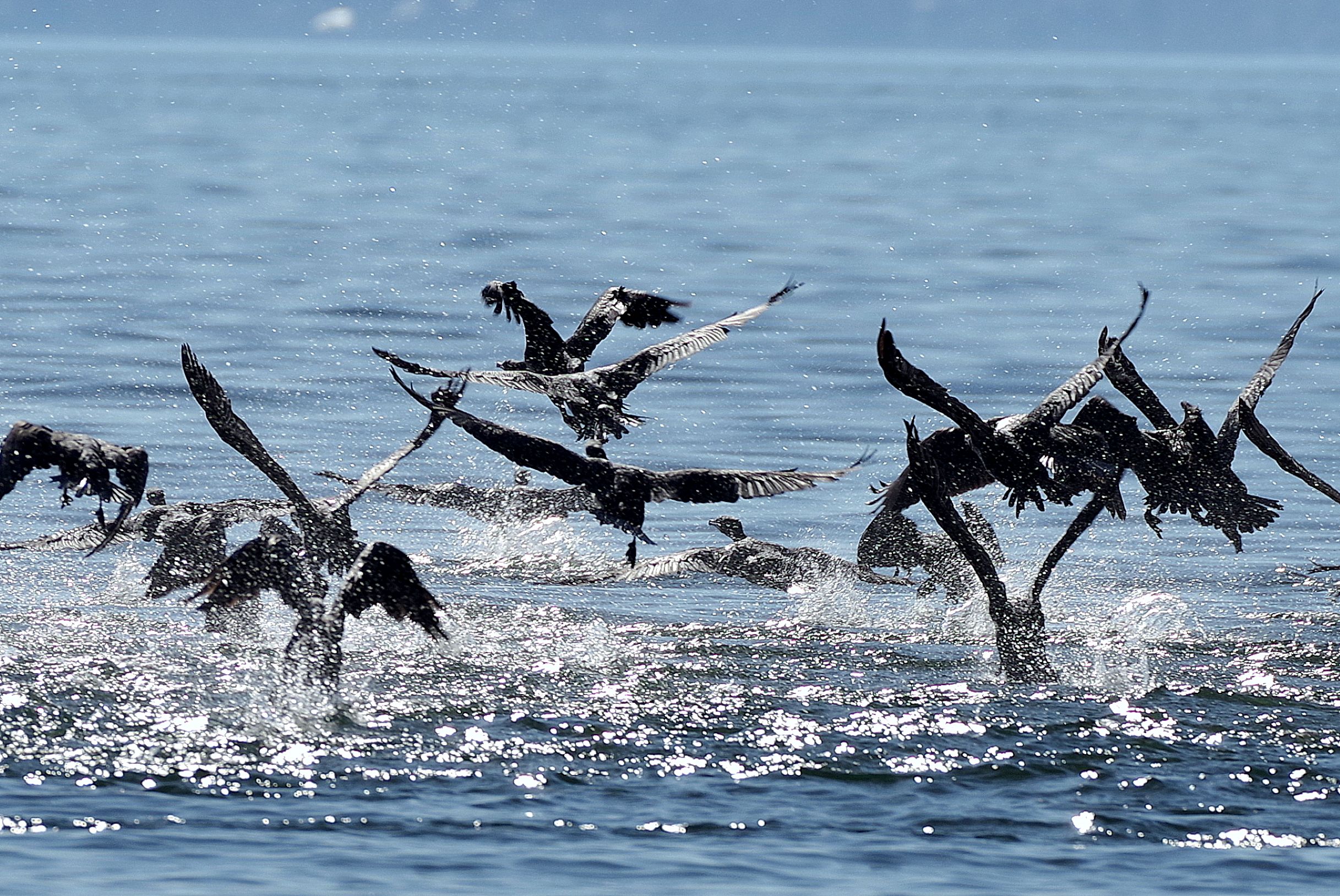 Kormoranschwarm